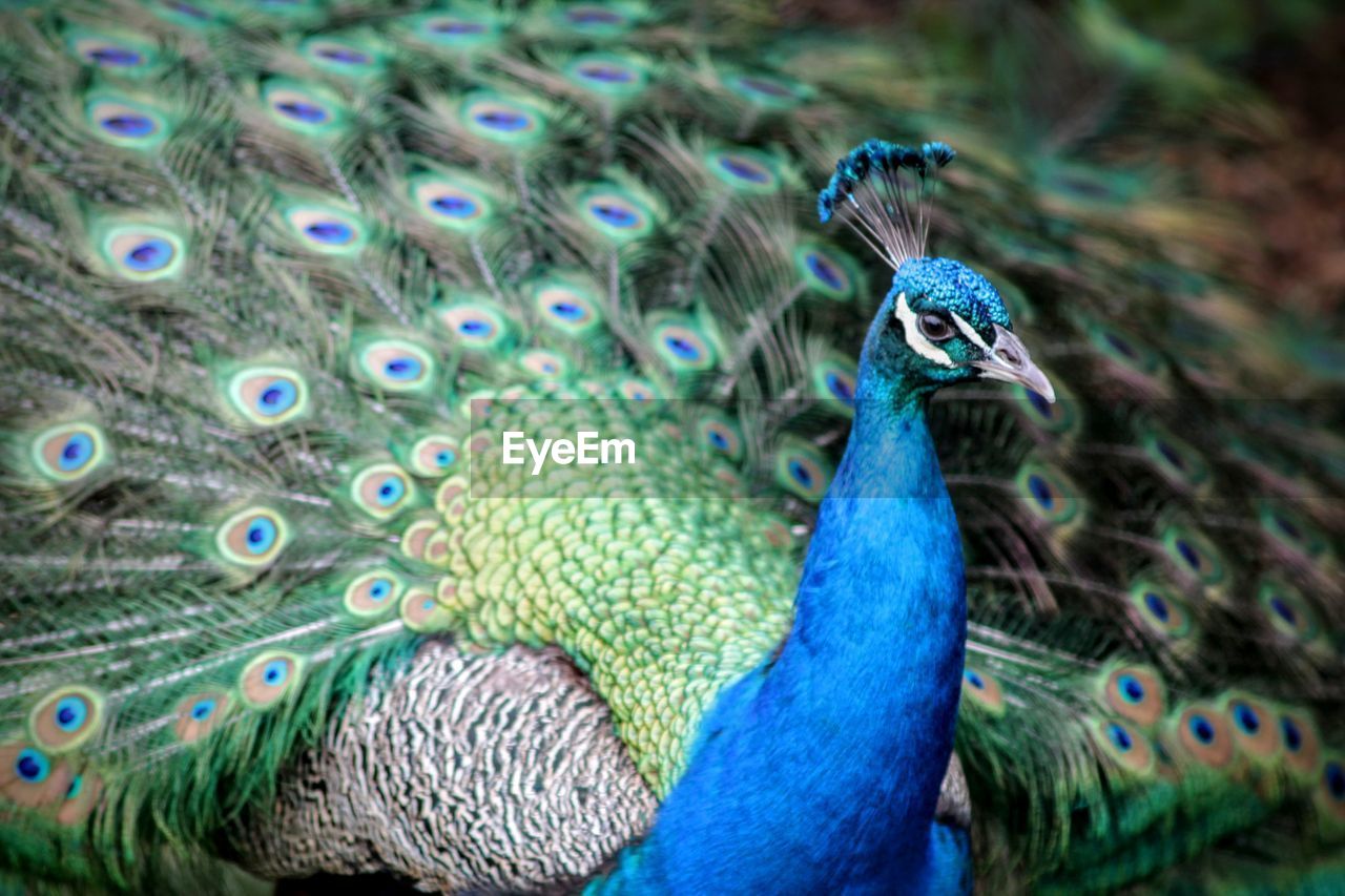 HIGH ANGLE VIEW OF PEACOCK