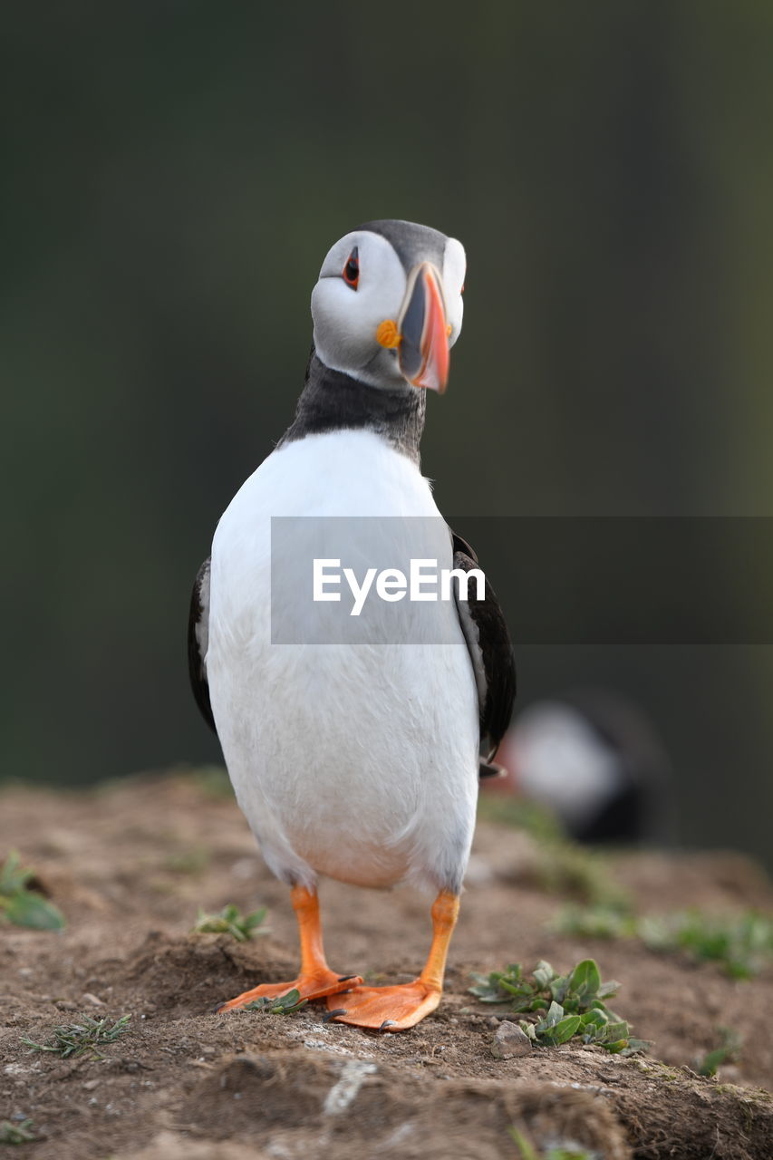 Close-up of puffin perching on rock