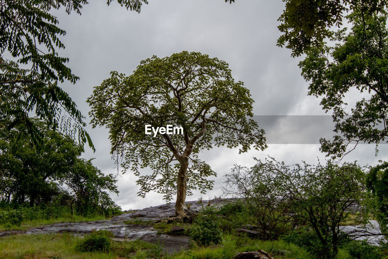 LOW ANGLE VIEW OF TREES AGAINST SKY IN FOREST