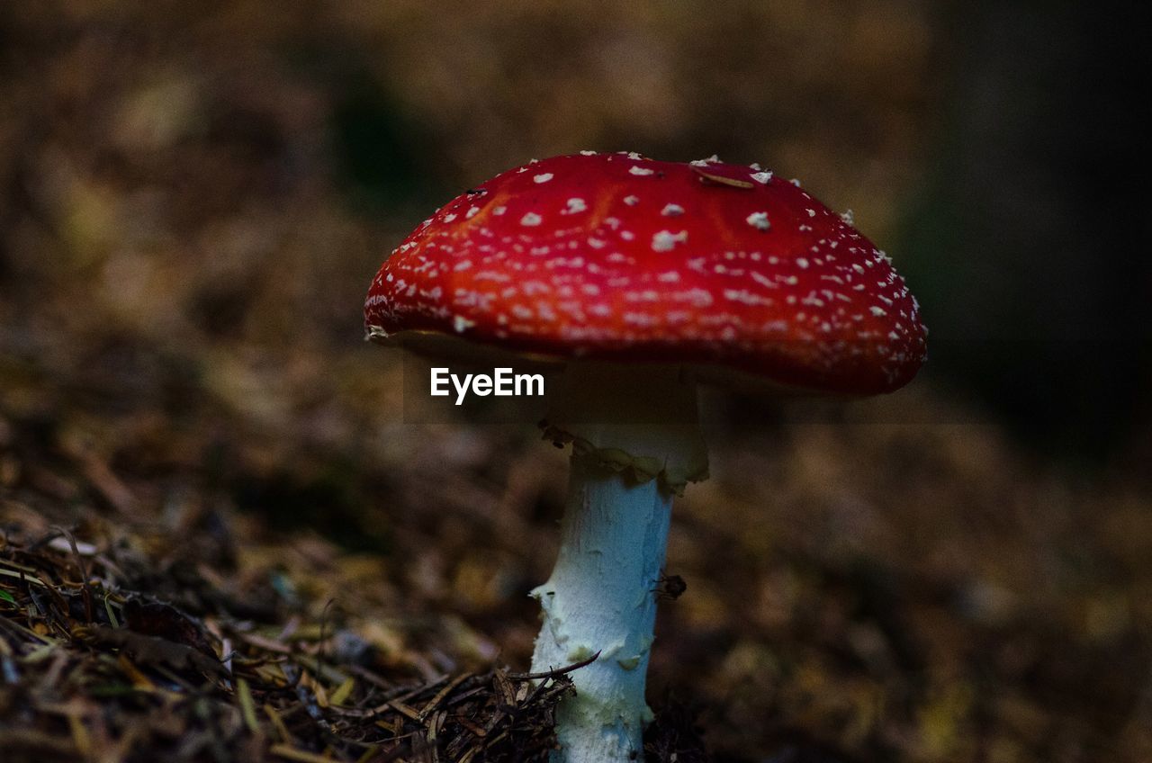 Close-up of fly agaric mushroom growing on field