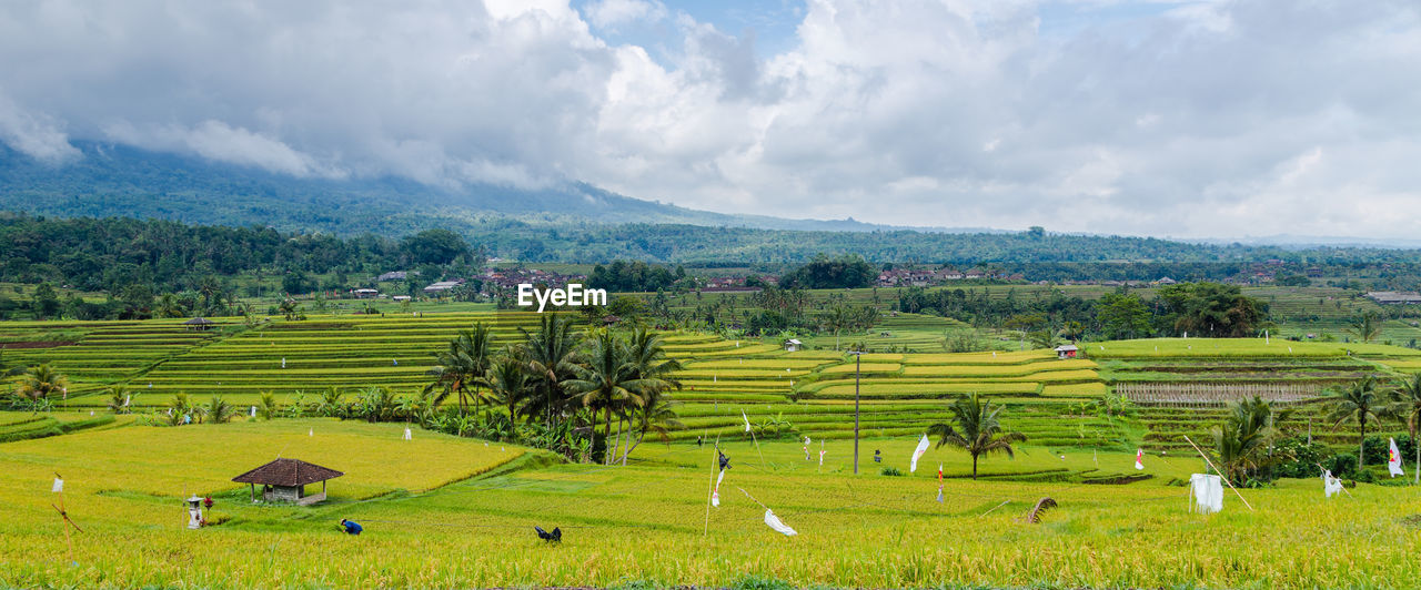 Panoramic view of agricultural field against sky