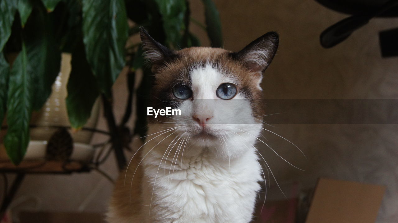 CLOSE-UP OF CAT AT HOME