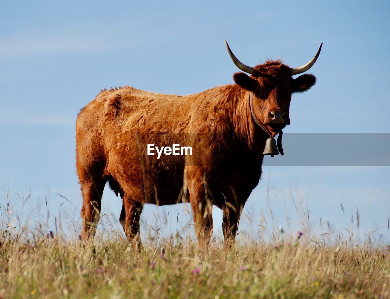 Cow standing on field against sky