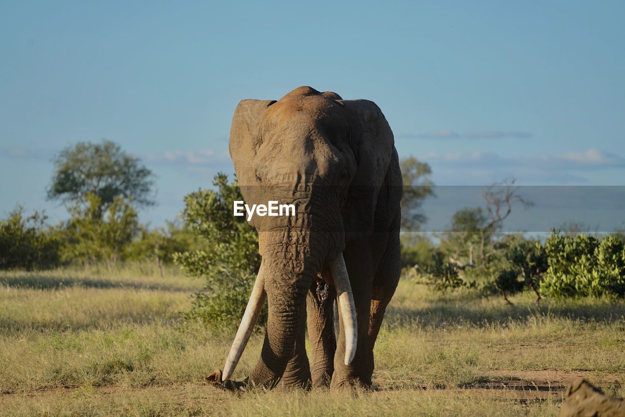FULL LENGTH OF ELEPHANT ON FIELD