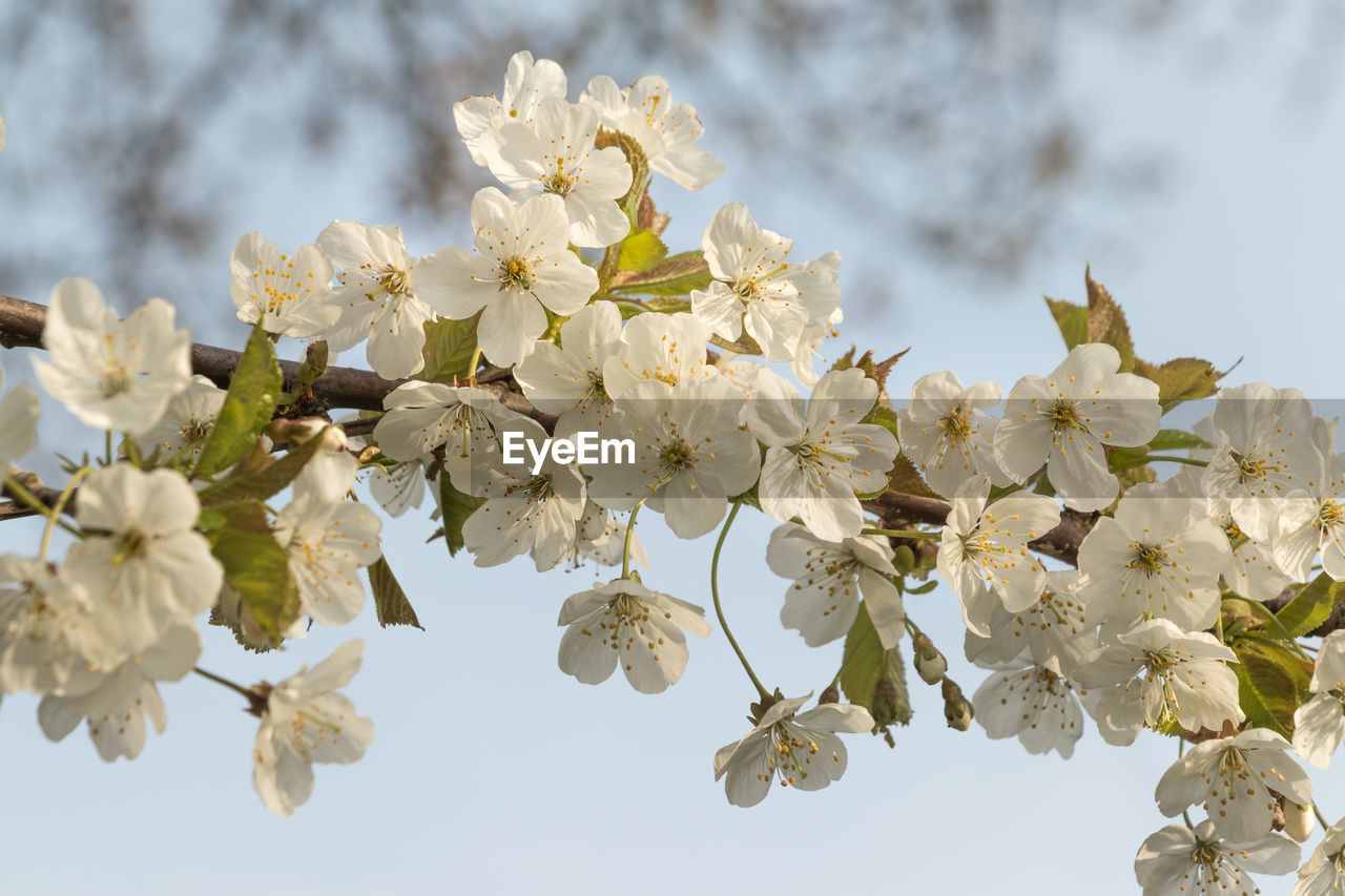 plant, flower, branch, beauty in nature, flowering plant, tree, blossom, freshness, spring, fragility, springtime, growth, nature, produce, white, food, cherry blossom, close-up, sky, flower head, no people, twig, inflorescence, macro photography, outdoors, petal, focus on foreground, botany, fruit tree, day, almond tree, prunus spinosa, plant part, fruit, apple tree, leaf, agriculture, cherry tree, low angle view, tranquility