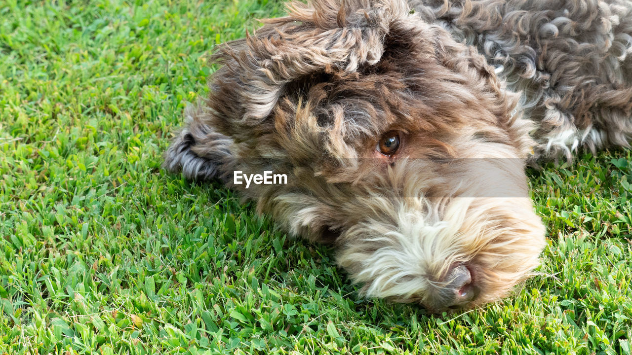 PORTRAIT OF DOG RELAXING ON GRASS