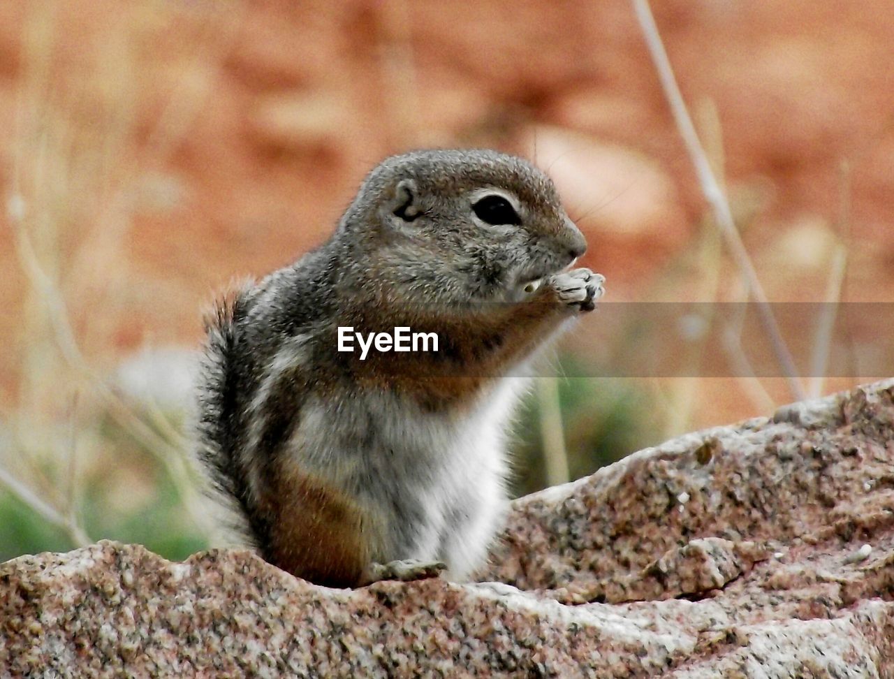 Close-up of squirrel