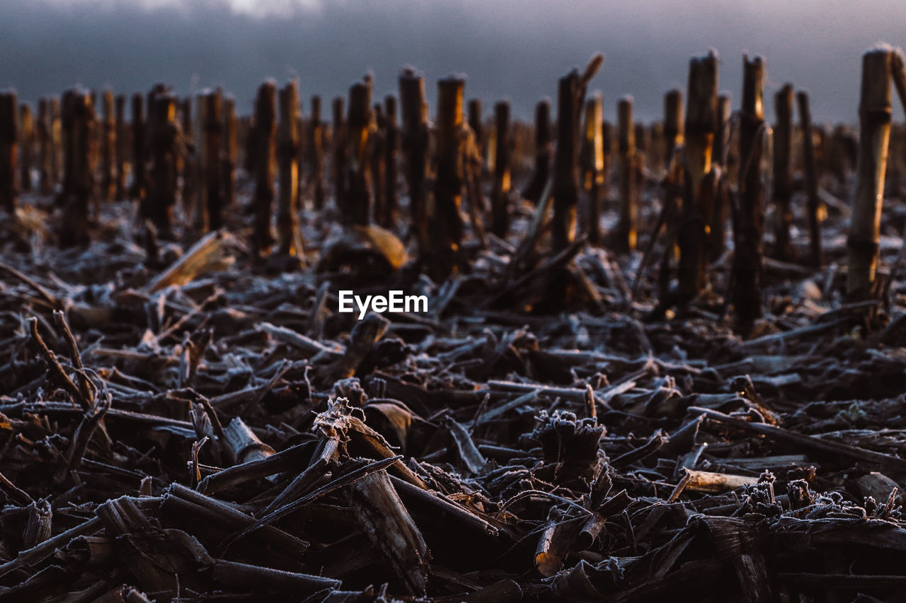 Close-up of dry plants on field against sky