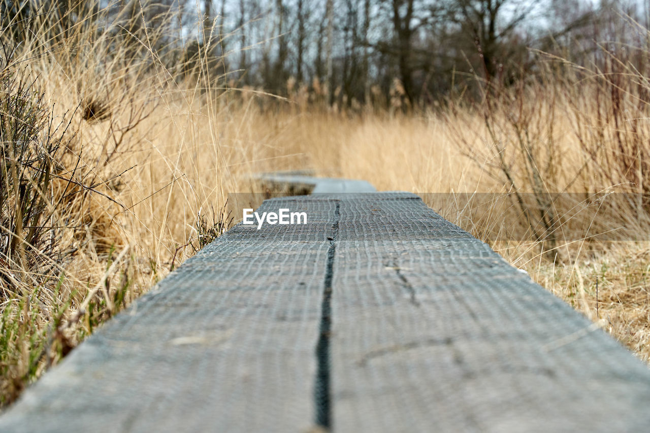 Surface level of boardwalk amidst trees