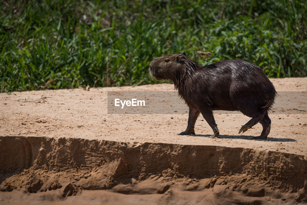 View of a capybara