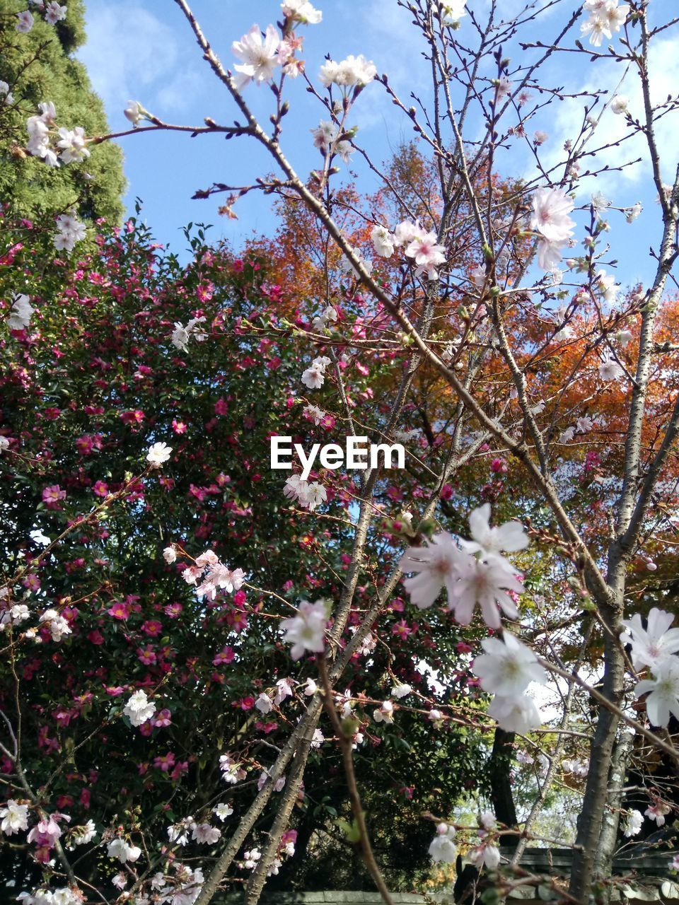 LOW ANGLE VIEW OF APPLE BLOSSOMS IN SPRING AGAINST SKY