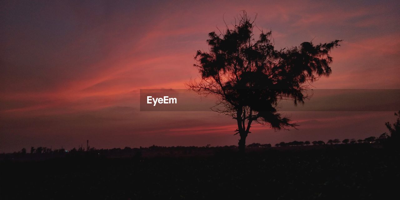 SILHOUETTE TREE AGAINST ORANGE SKY