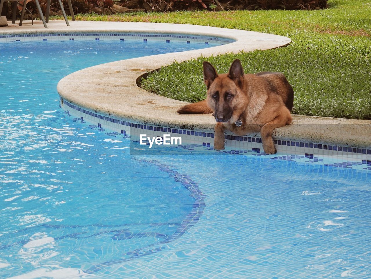 German shepherd relaxing on wall by swimming pool in park