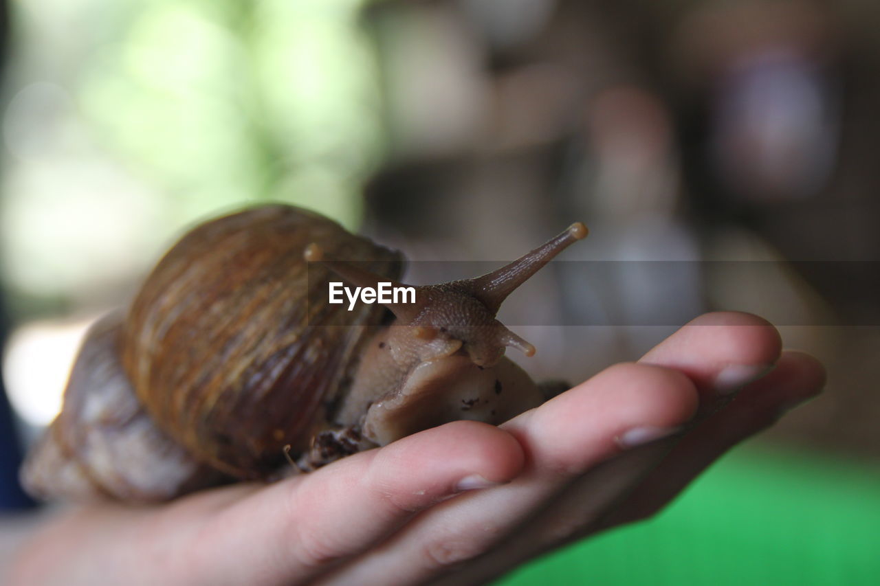 Close-up of snail on hand