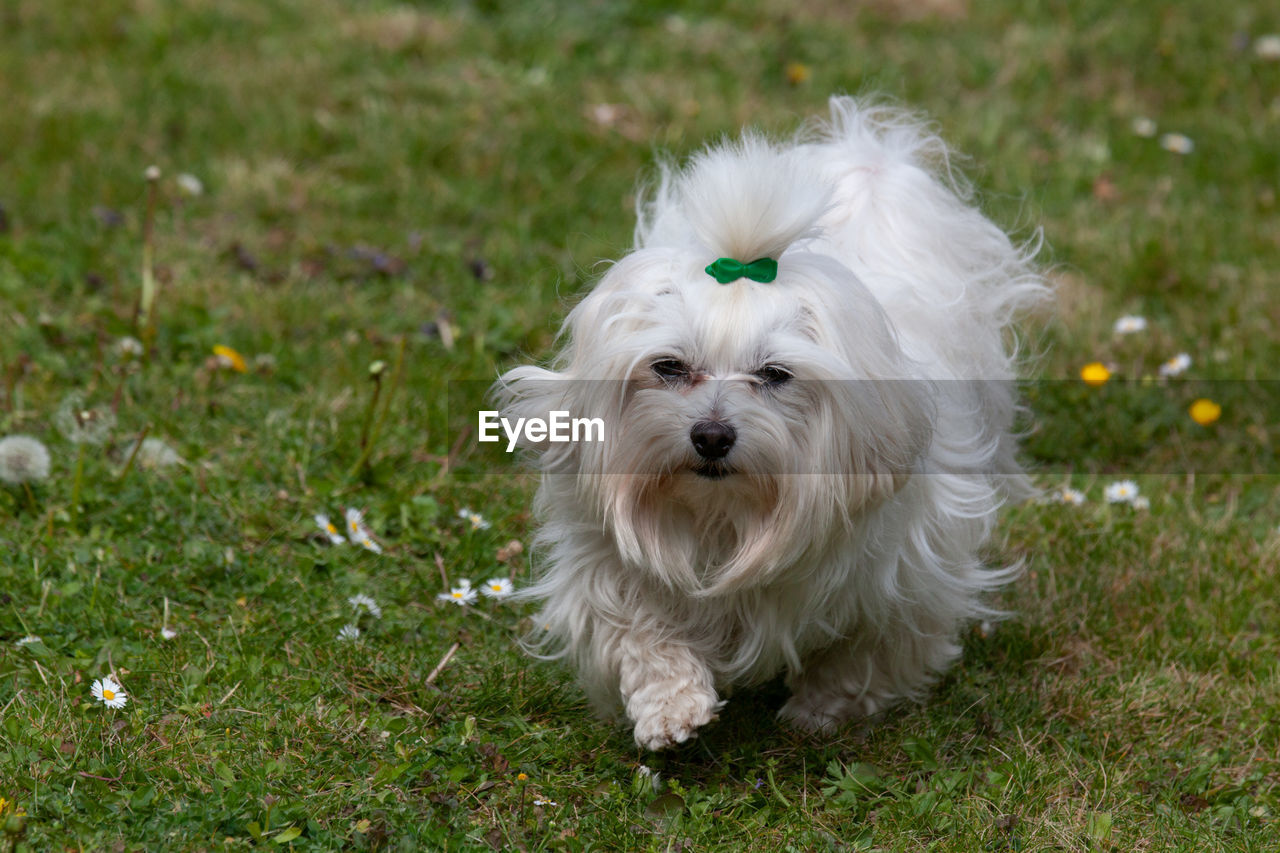 VIEW OF DOG ON GRASS