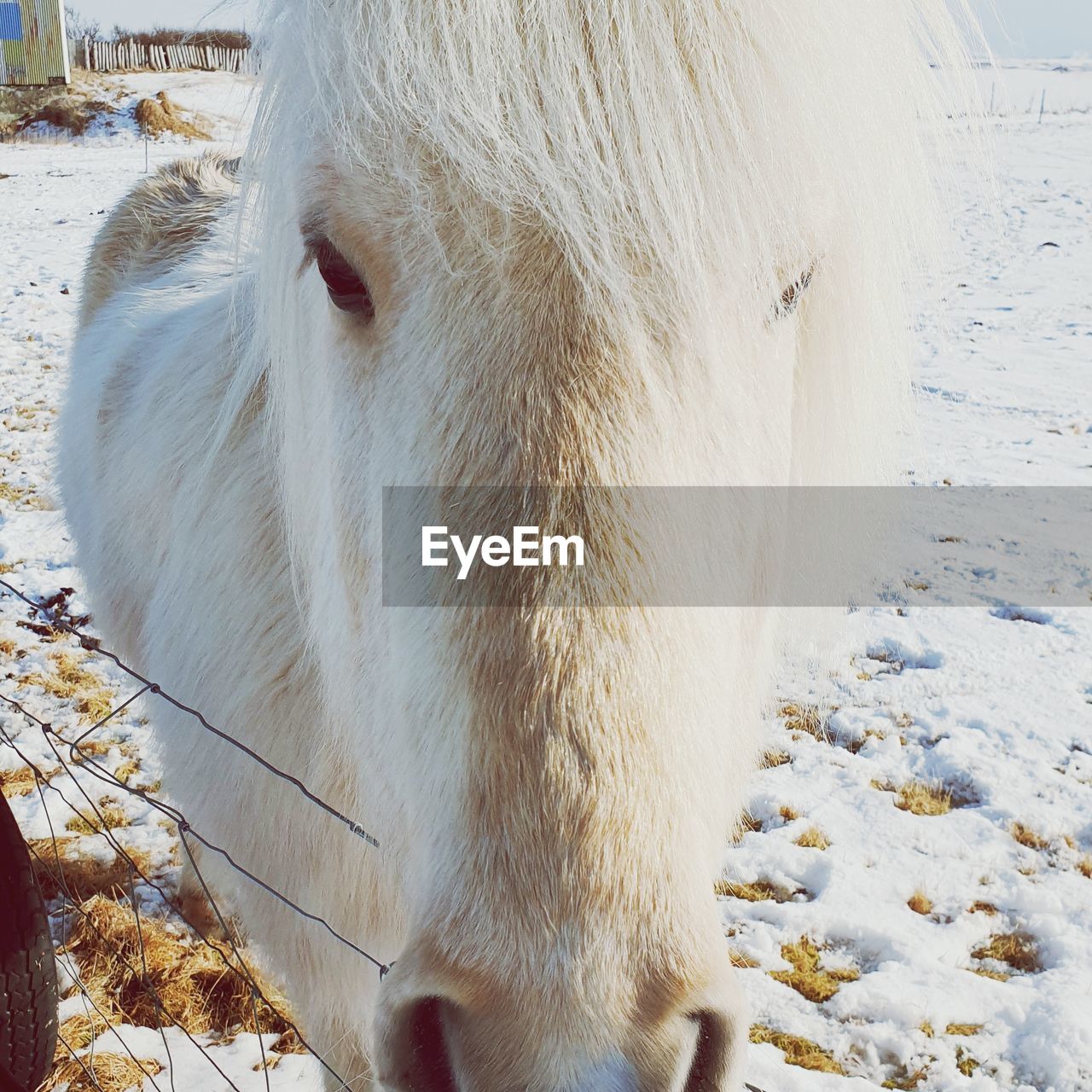 Close-up of a horse on snow covered field