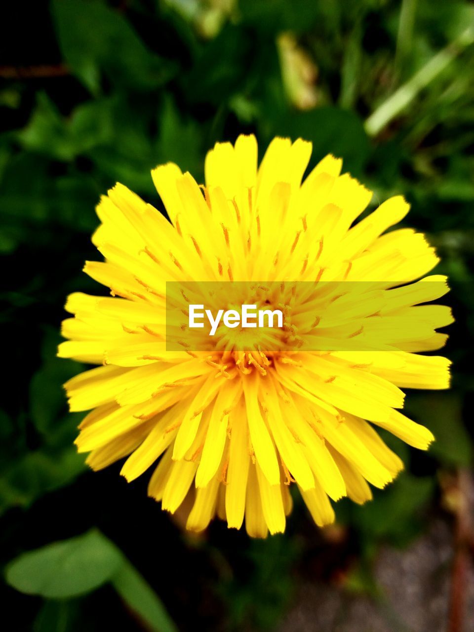 YELLOW FLOWER BLOOMING OUTDOORS