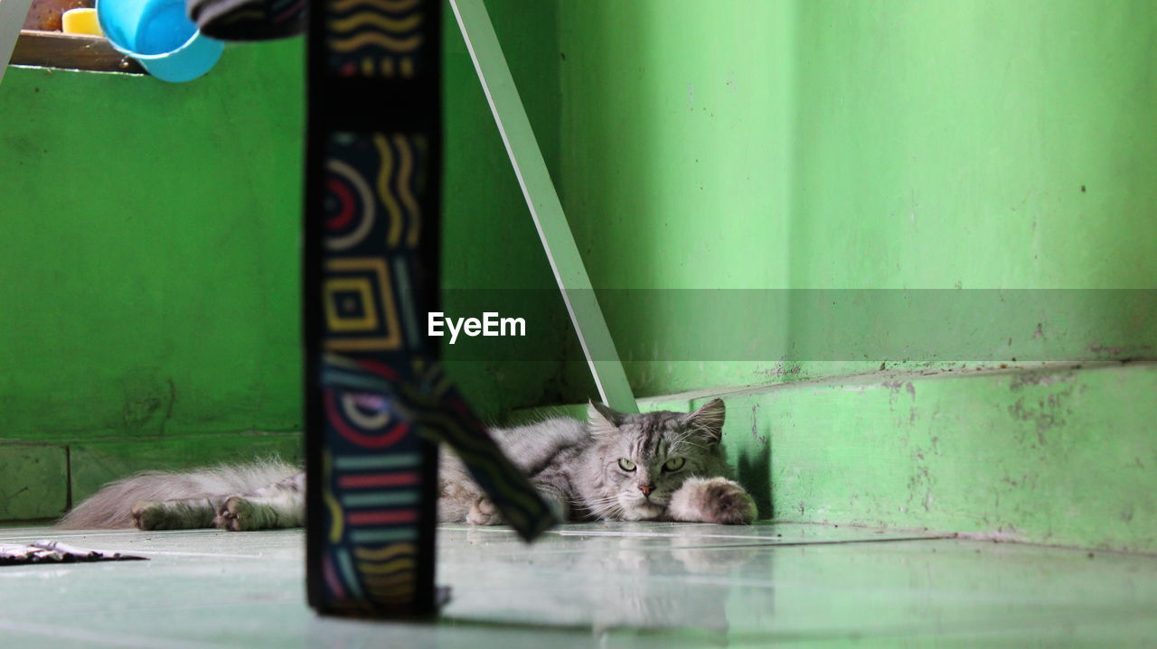 CAT RESTING IN A GREEN BLANKET