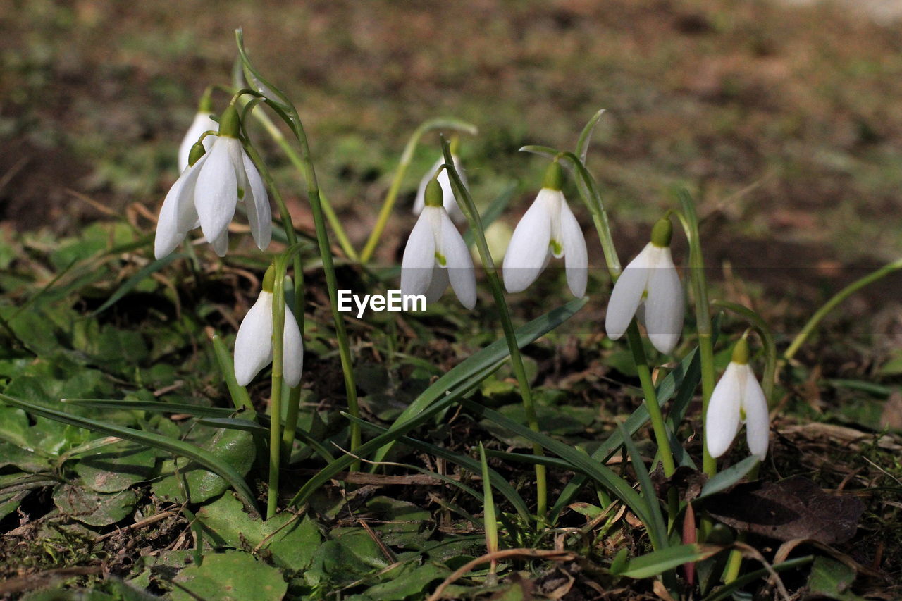 Close-up of white flowering plants on field