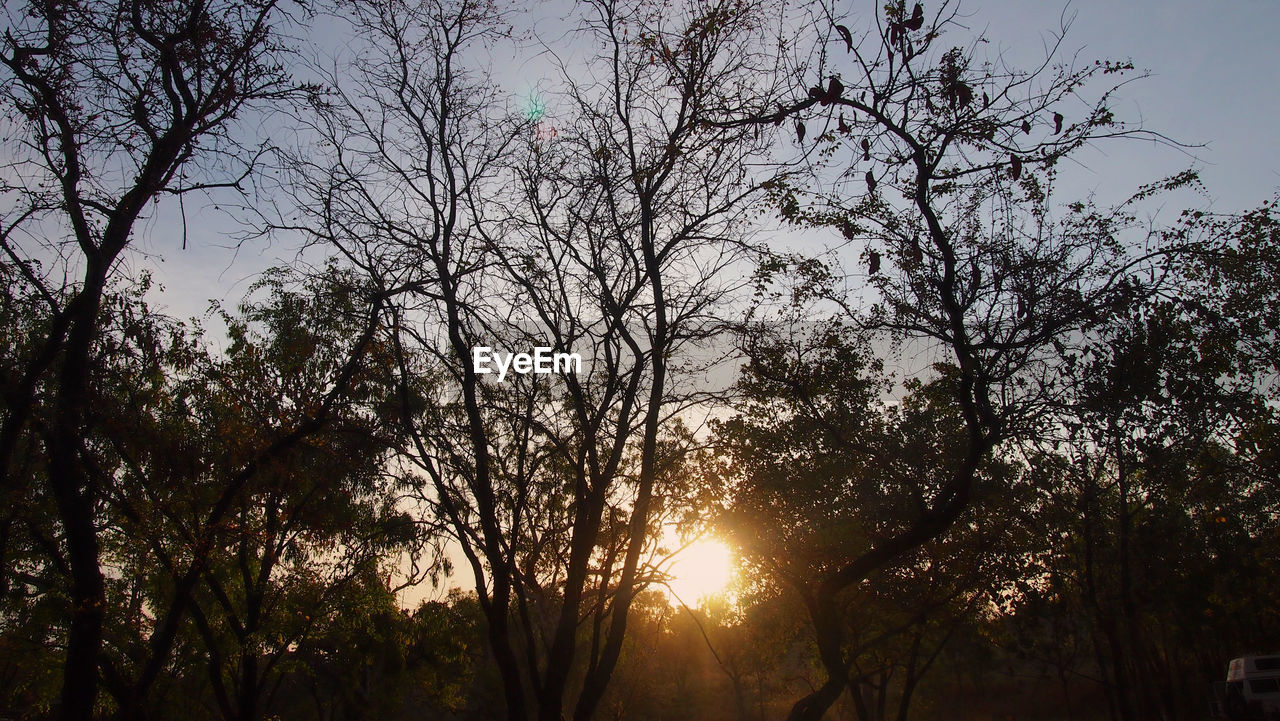 LOW ANGLE VIEW OF TREES AT SUNSET