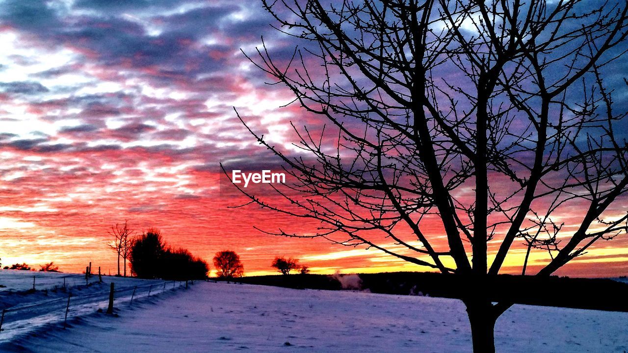 SNOW COVERED TREES AGAINST SKY AT SUNSET