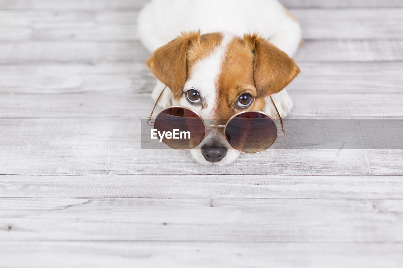 High angle portrait of puppy wearing sunglasses sitting on hardwood floor