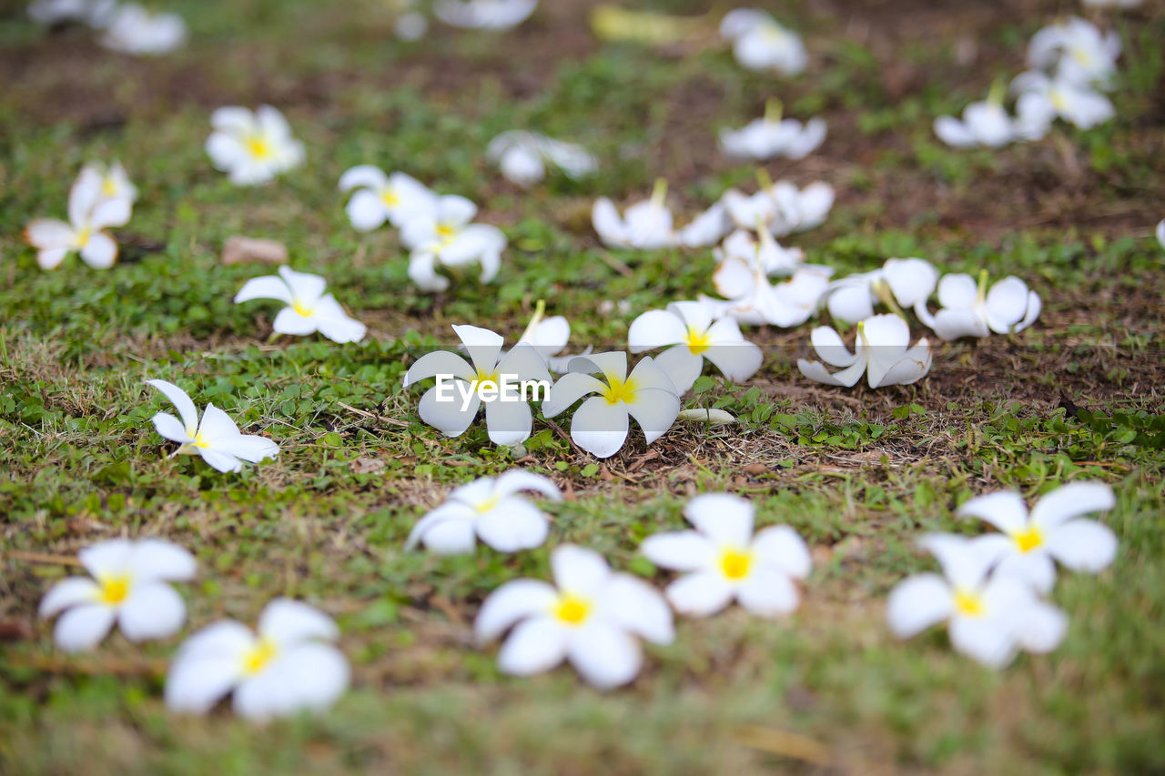 CLOSE-UP OF WHITE DAISY FLOWERS