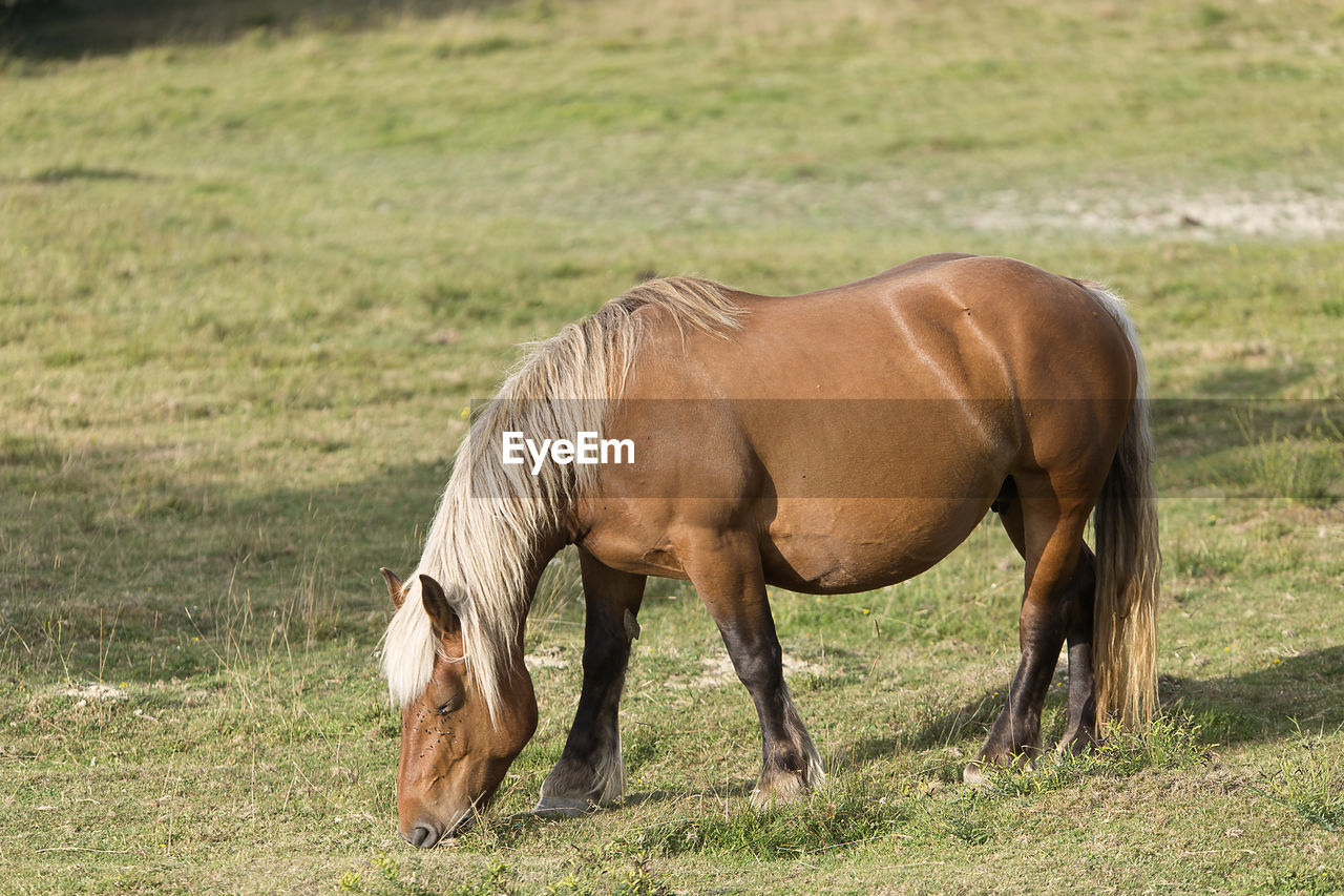 HORSES STANDING ON FIELD