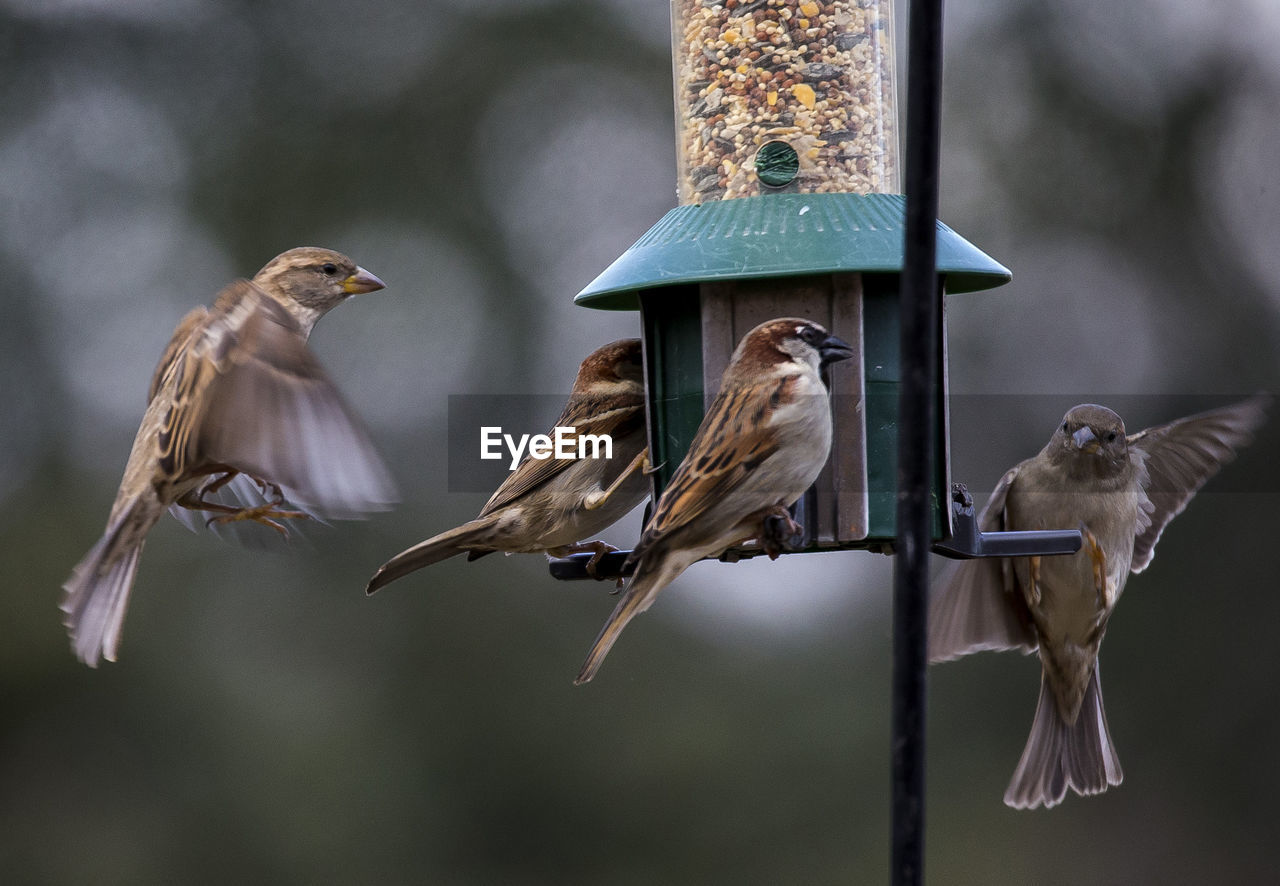 CLOSE-UP OF BIRDS PERCHING ON FEEDER AT BEACH