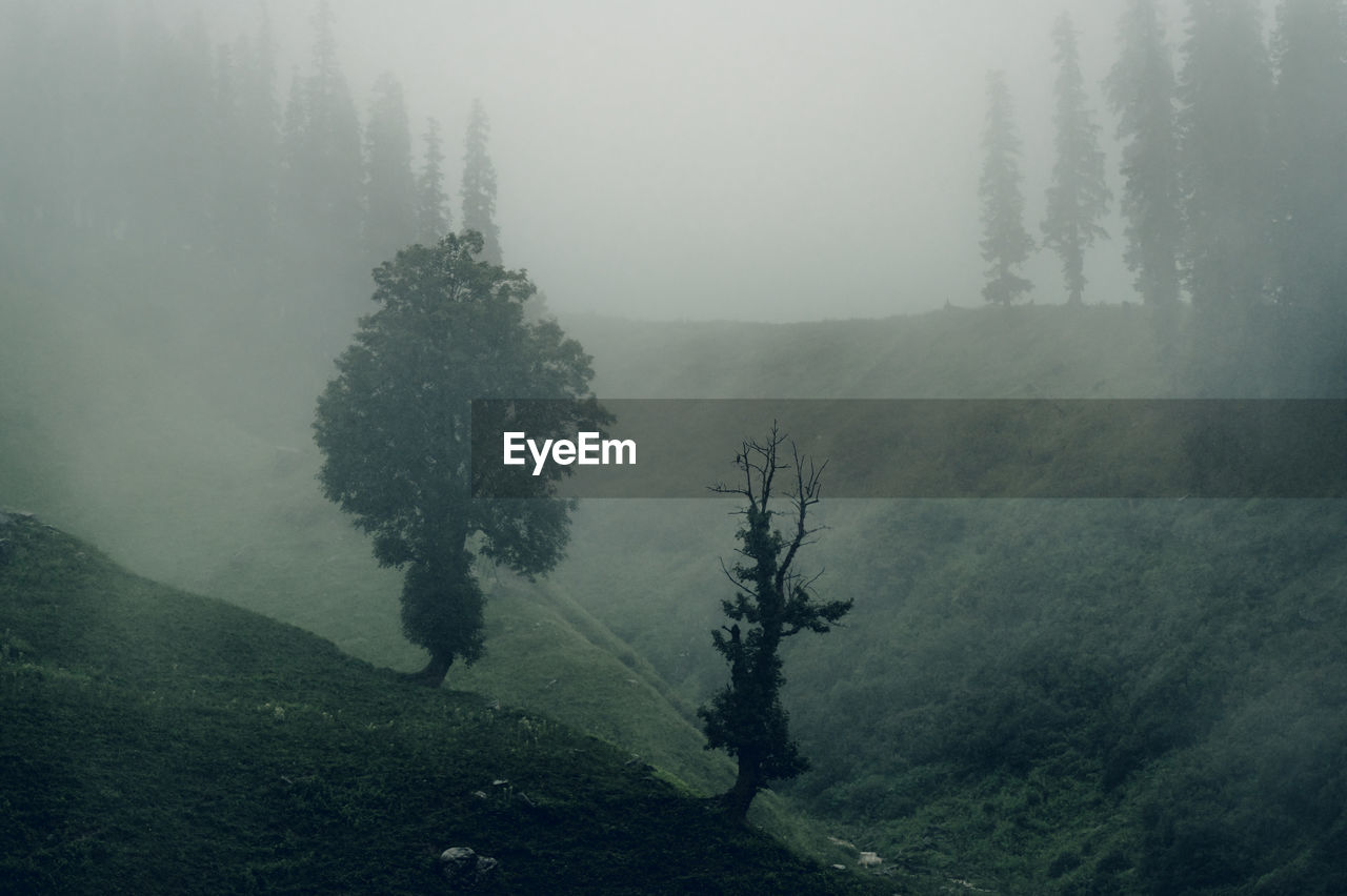 mist, tree, plant, fog, morning, land, environment, nature, beauty in nature, tranquility, scenics - nature, haze, forest, landscape, tranquil scene, hill, no people, drizzle, non-urban scene, dawn, growth, cold temperature, snow, coniferous tree, outdoors, pine tree, winter, sky, sunlight, day, pinaceae, darkness, woodland