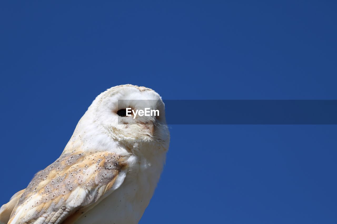 CLOSE-UP OF A BIRD AGAINST BLUE SKY