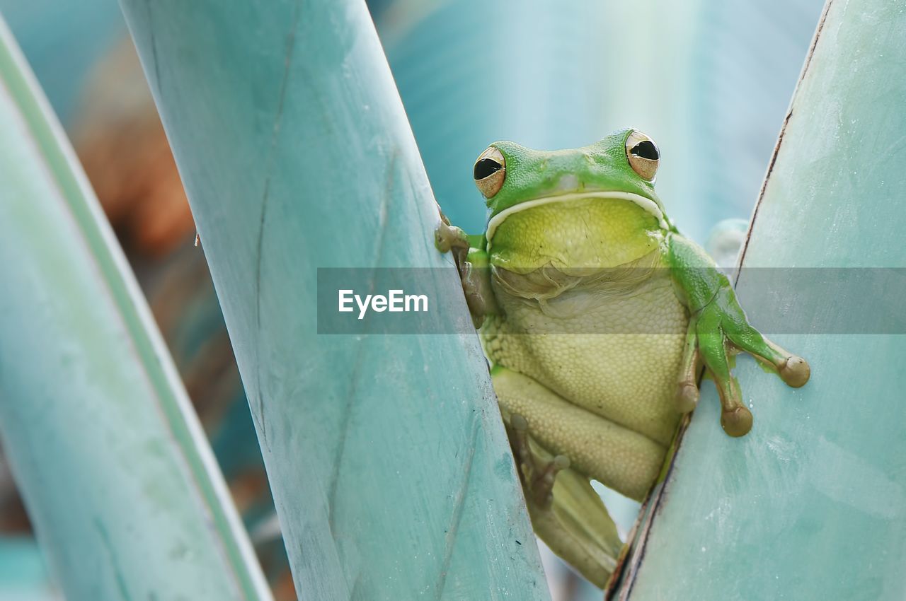 Close-up portrait of green frog on plants