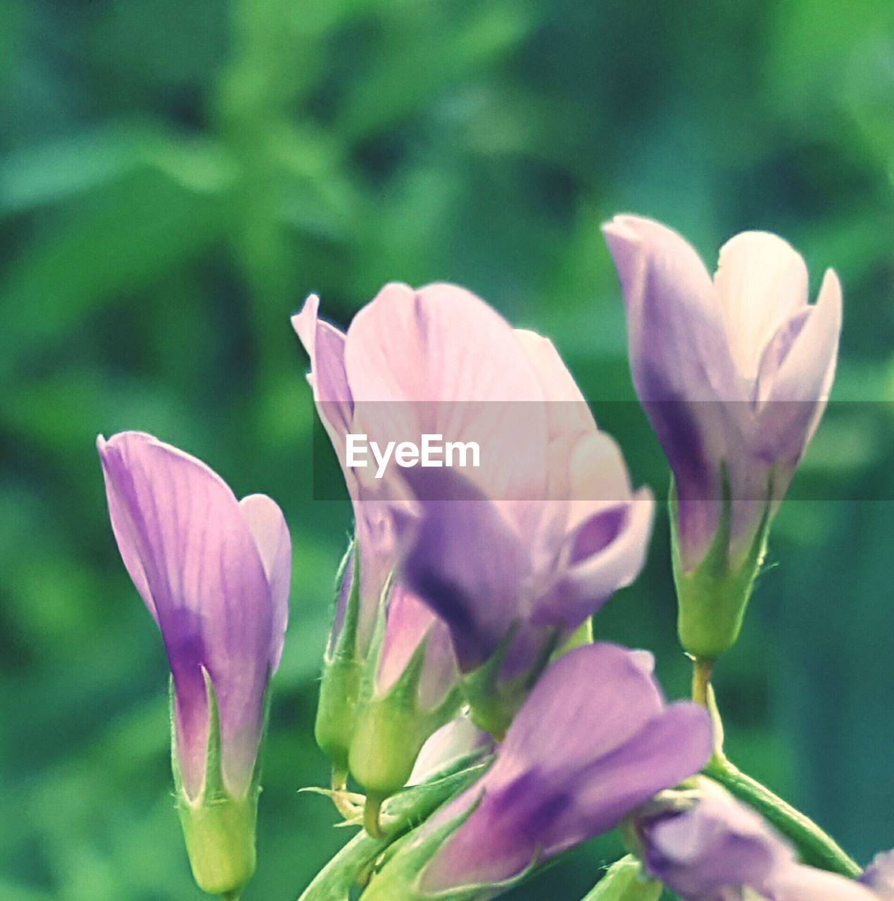 CLOSE-UP OF PINK FLOWERS BLOOMING