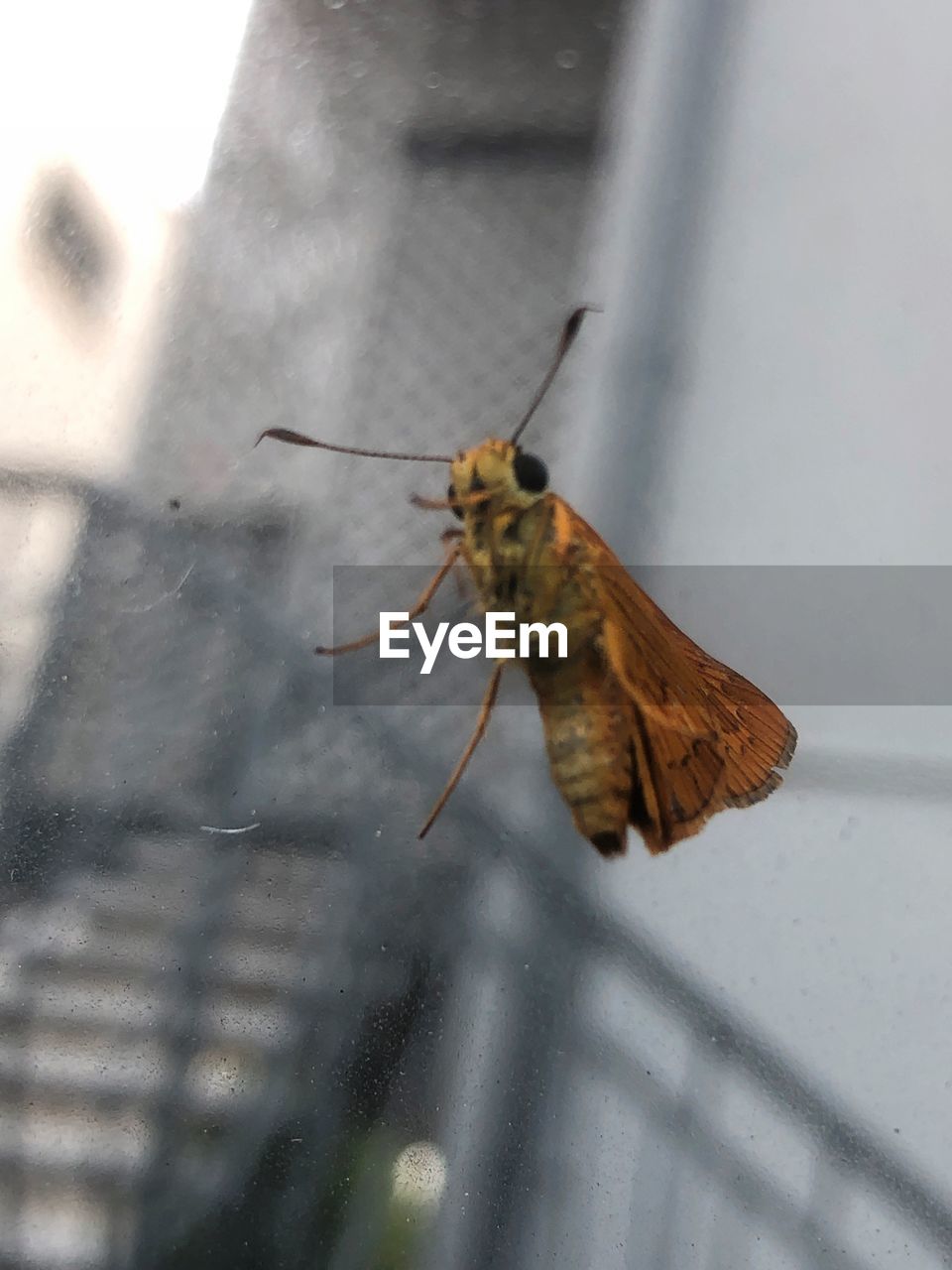 BUTTERFLY ON GLASS WINDOW