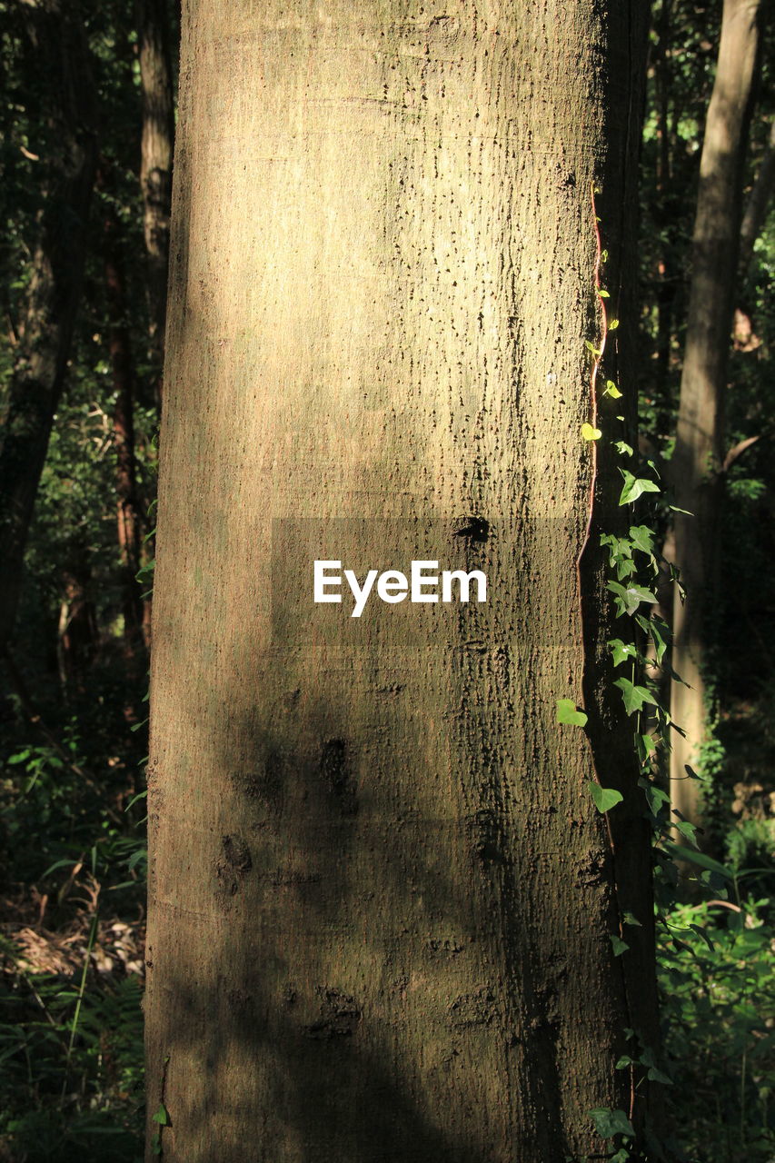 CLOSE-UP OF TREE TRUNKS