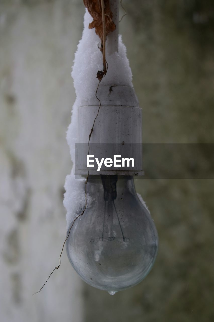 CLOSE-UP OF BIRD PERCHING ON STEM