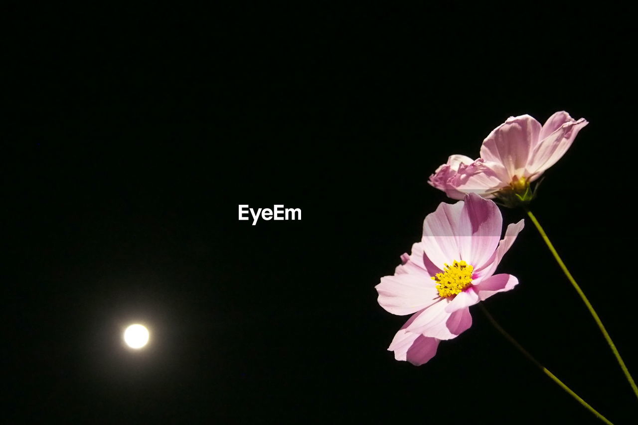 Close-up of cosmos flowers blooming against sky at night