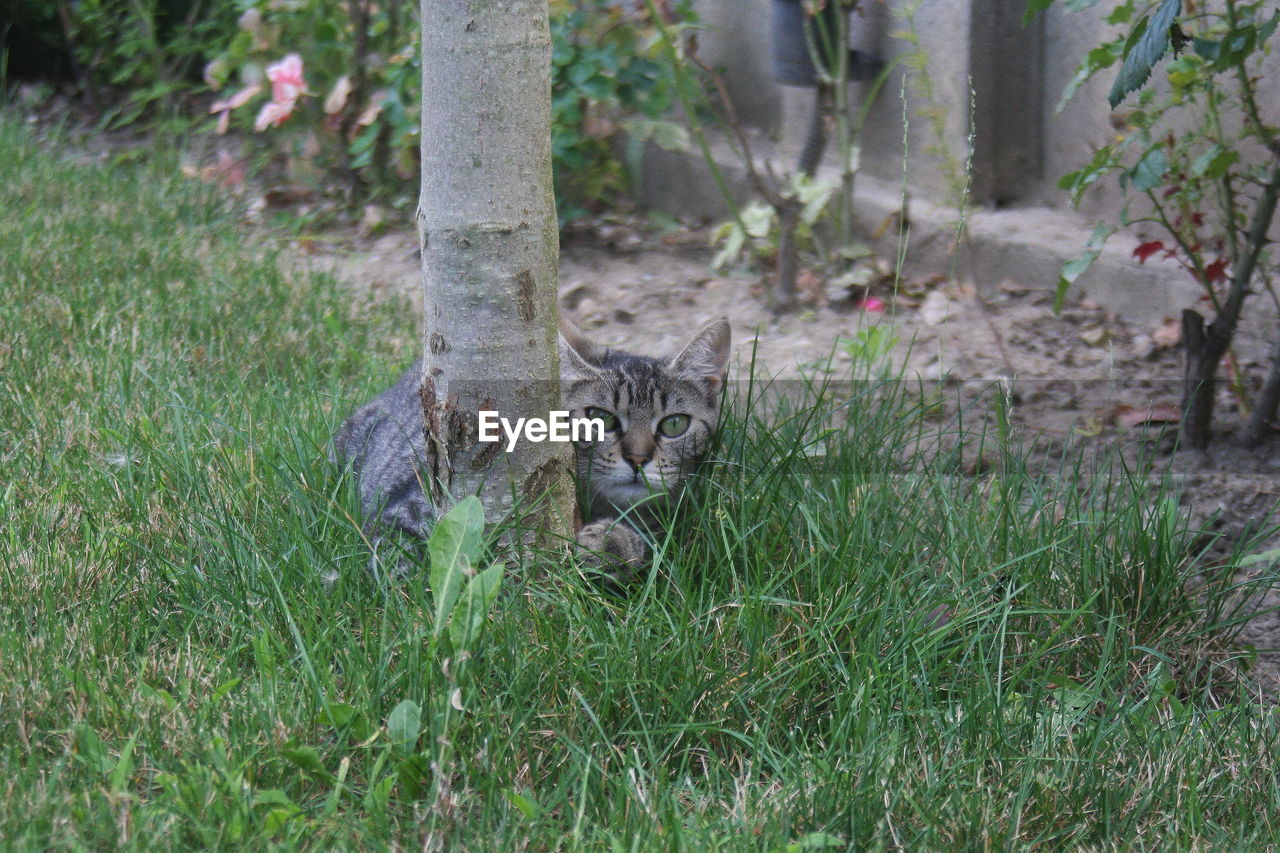 PORTRAIT OF CAT ON GRASS FIELD