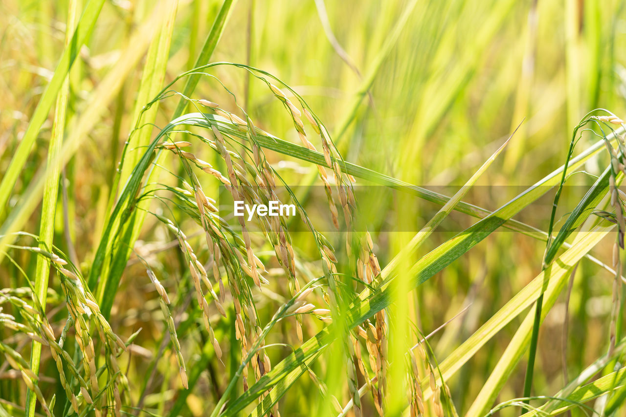 A close up ear of rice in a green field the season when rice farmers harvest