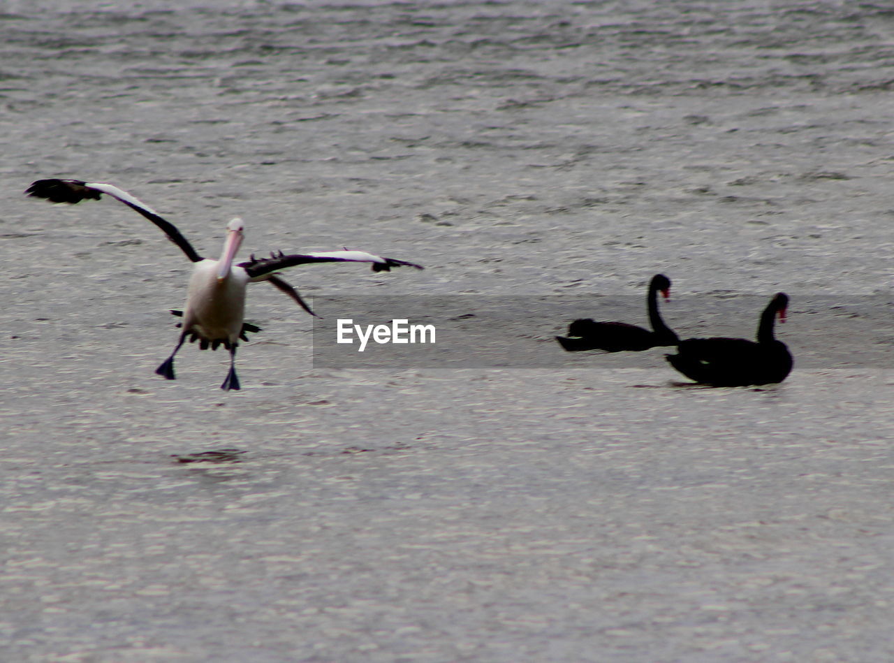 BIRDS IN THE LAKE