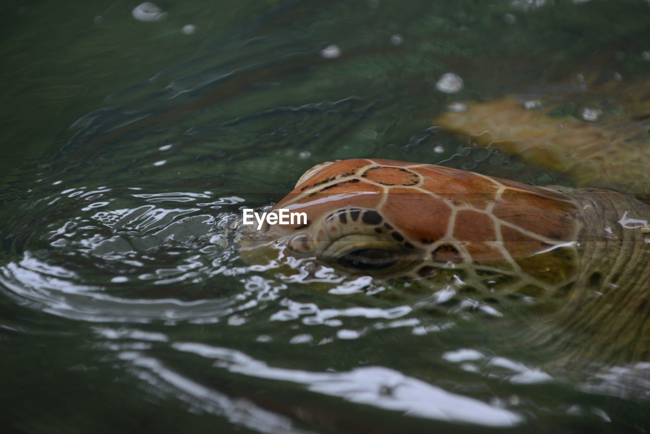 CLOSE-UP OF A TURTLE IN LAKE