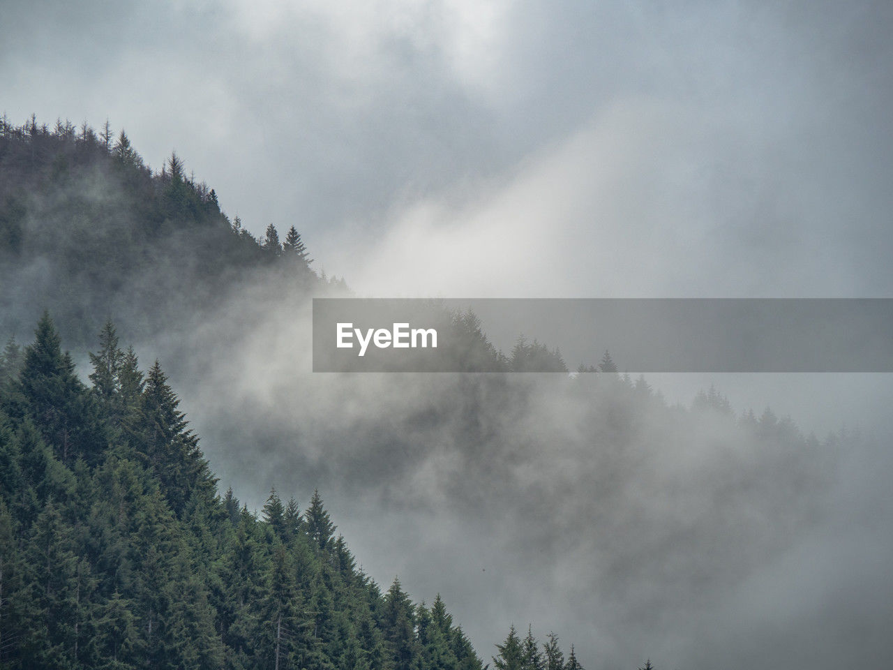 tree, fog, forest, plant, environment, nature, mist, mountain, land, cloud, scenics - nature, beauty in nature, sky, landscape, coniferous tree, pine tree, pinaceae, mountain range, morning, pine woodland, no people, travel, tranquility, woodland, outdoors, mountain peak, travel destinations, non-urban scene, snow, tranquil scene, winter, cold temperature, wilderness, tourism, social issues, atmospheric mood