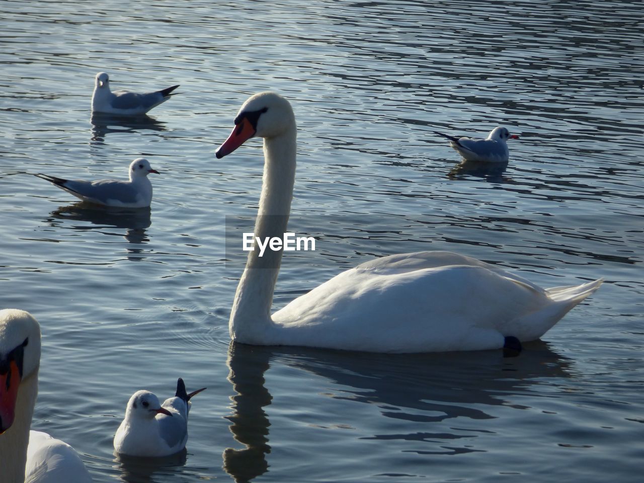 SWANS SWIMMING IN WATER