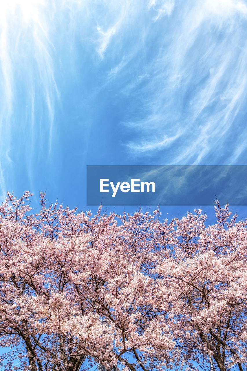 sky, tree, plant, beauty in nature, springtime, blossom, flower, nature, freshness, fragility, cloud, blue, flowering plant, branch, growth, no people, scenics - nature, low angle view, cherry blossom, spring, pink, environment, outdoors, landscape, day, tranquility, cherry tree, sunlight, white, fruit tree, winter