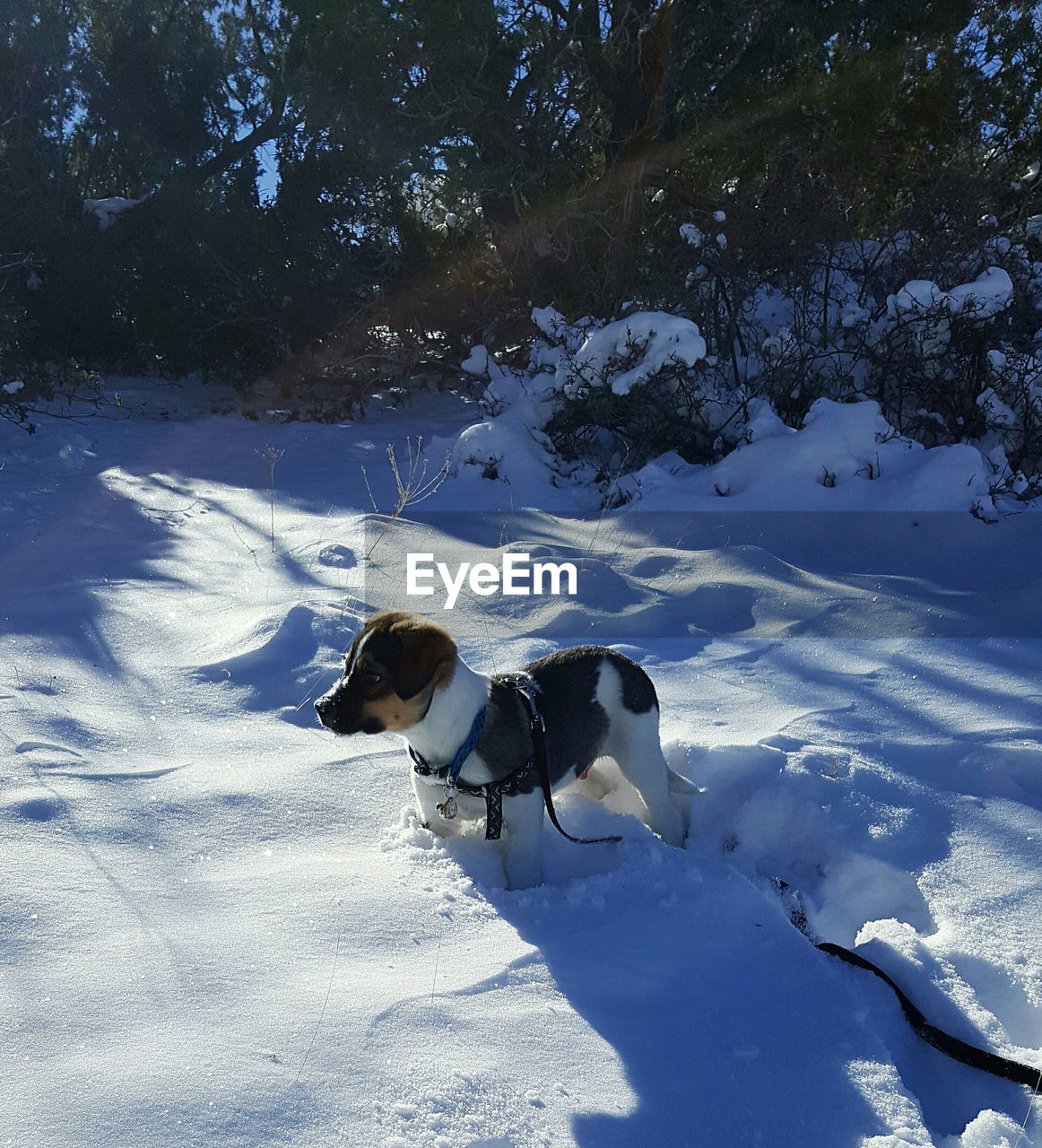 Puppy walking on snow covered field against trees