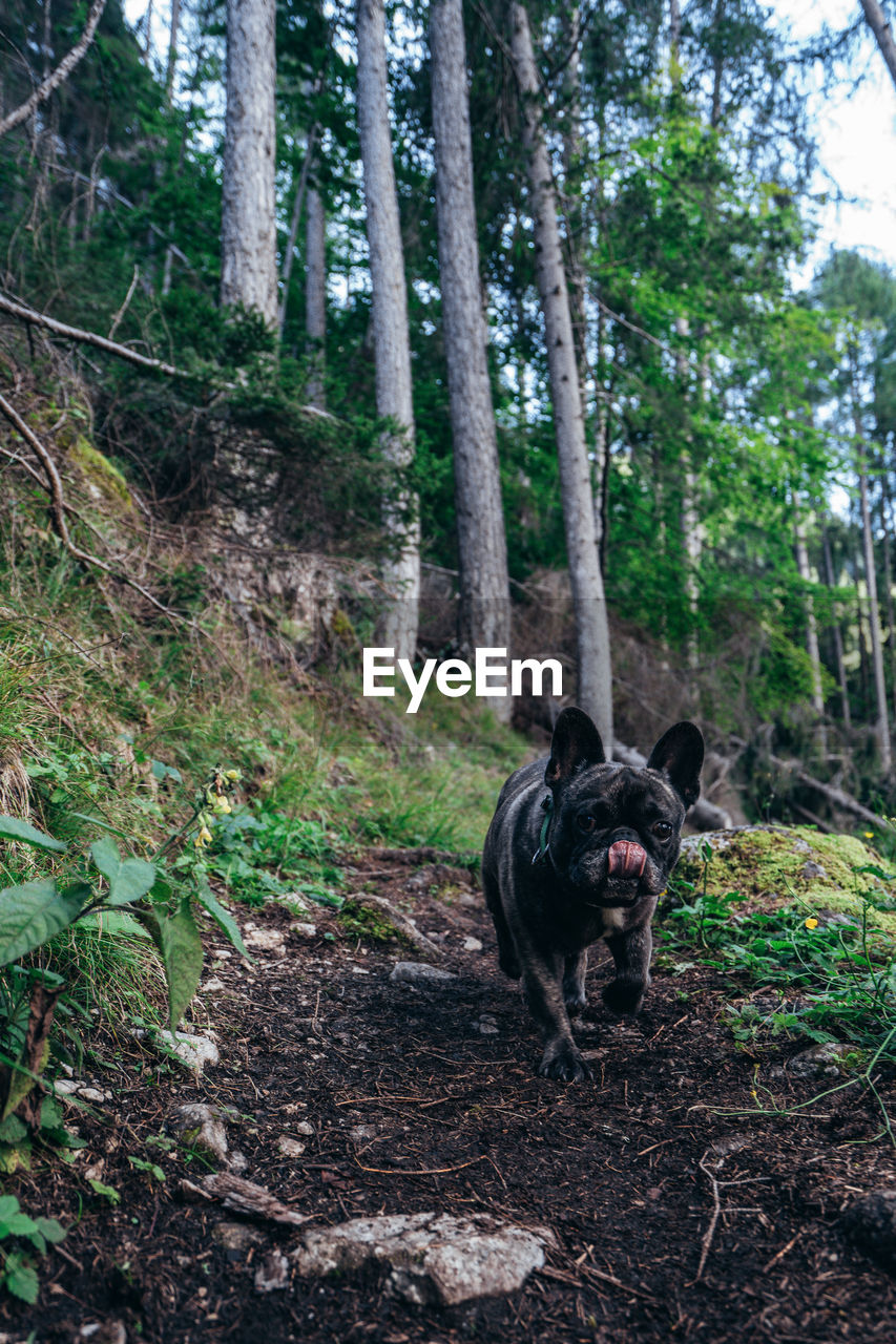 PORTRAIT OF BLACK DOG IN FOREST