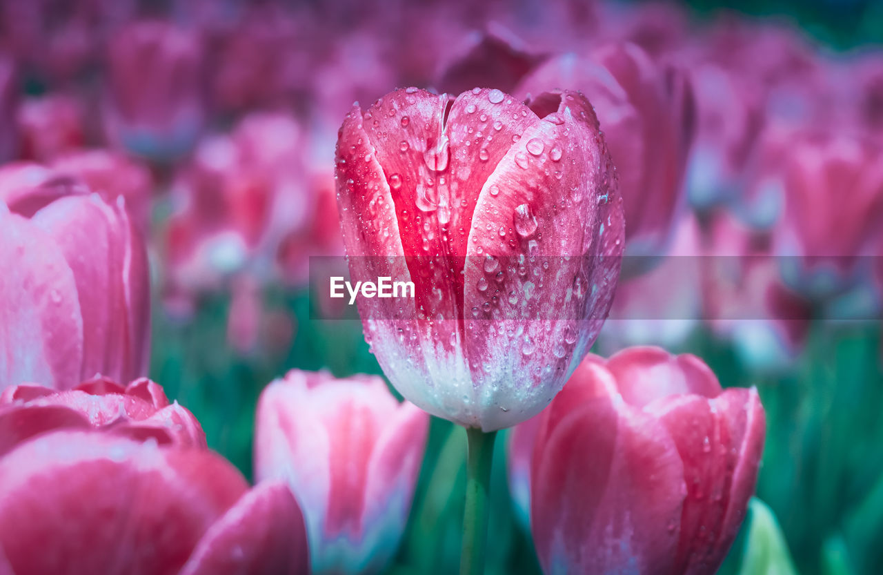 Close-up of wet pink tulip