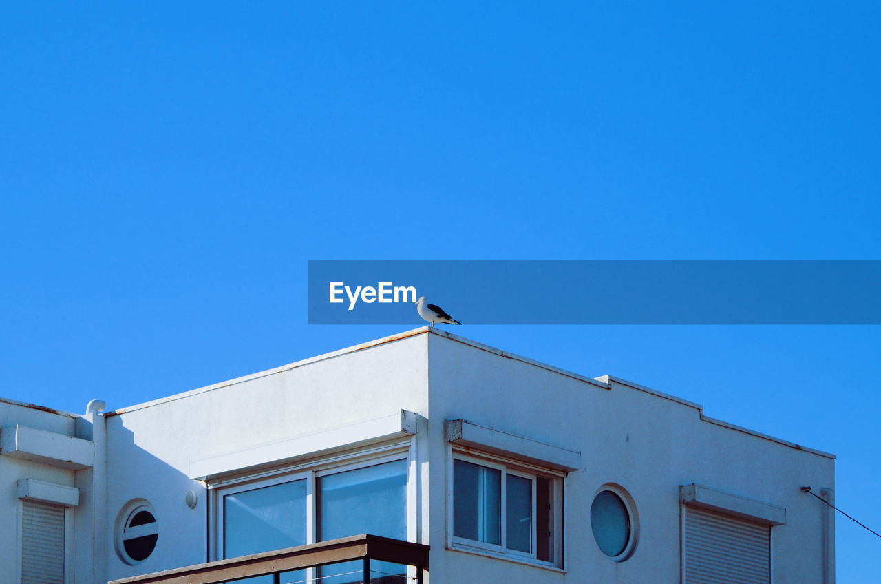 LOW ANGLE VIEW OF BIRD PERCHING ON BUILDING