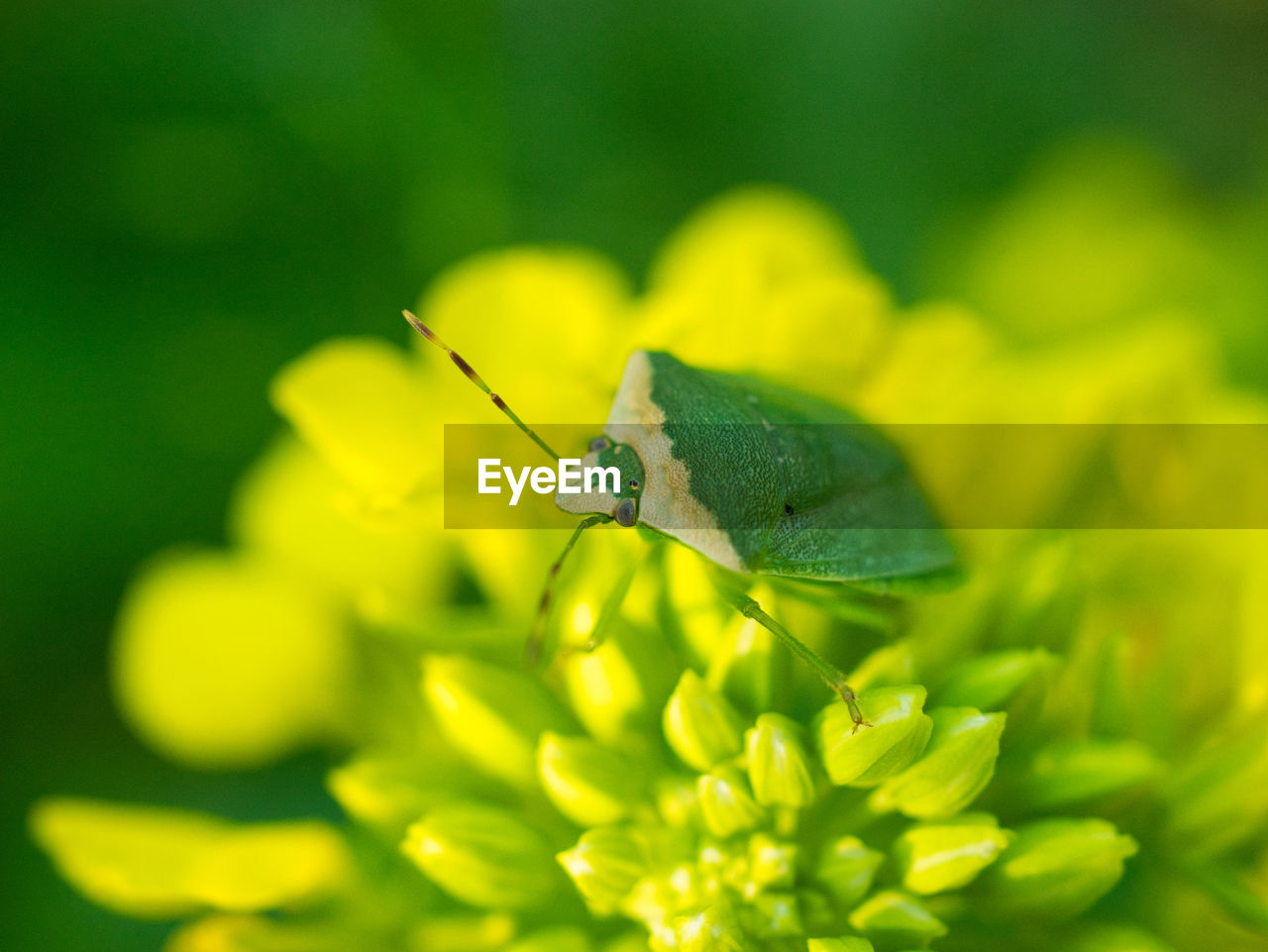 CLOSE-UP OF INSECT ON LEAF