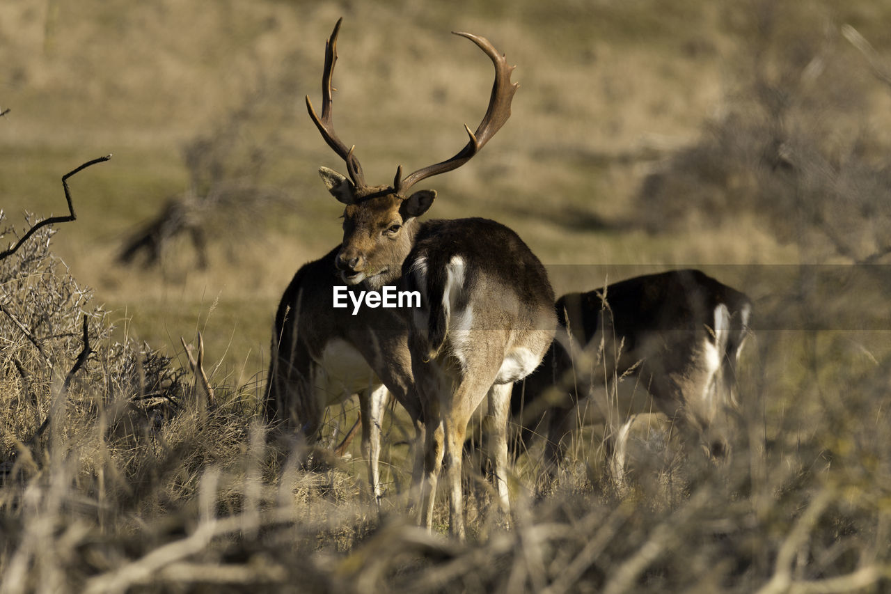 Deer in a field